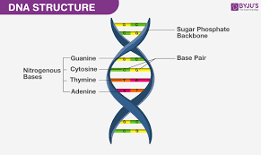 dna negatively charged