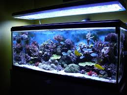 Tropical Freshwater Aquarium Fish Compatibility Aquarium