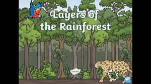 layers of the rainforest you