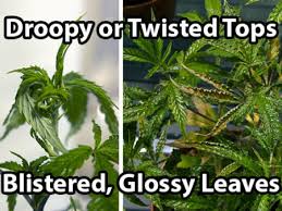 Plant Doctor Diagnose Your Plants Grow Weed Easy