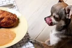 can-i-feed-my-dog-cooked-turkey