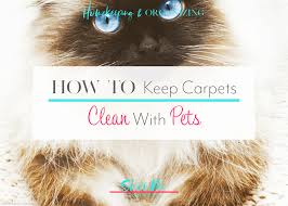 how to keep carpets clean with pets 4