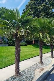 Palm Trees From Wilson Bros Gardens