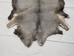 mule deer taxidermy skin m