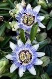 Image search result for “planting passionflower”