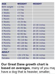 Growth Chart Great Dane Growth Chart Dane Puppies Great