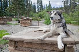 Dog Yard Basics Denali National Park