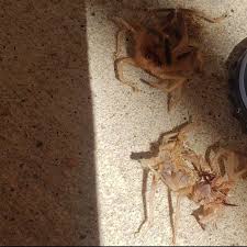 You could also offer locusts you've probably heard that camel spiders thrive in the desert, but you can find them all over the world. Location Nm So Sorry He S Dead Aunt Doesn T Do Well With Spiders We Think It S A Camel Spider But There Aren T Any Camels Here Spiders