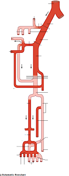 Arteries Of Pelvis Lower Limb Flowchart Diagram Quizlet