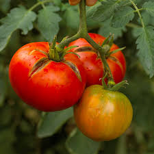 10 common tomato plant diseases that