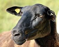 do-ear-tags-hurt-sheep