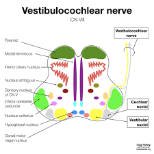 This brief video tutorial discusses some foundational principals for describing and locating cranial nerve nuclei (motor. Cochlear Nuclei Radiology Reference Article Radiopaedia Org