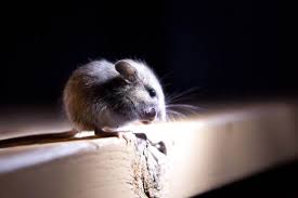 Get Rid Of Mice In Your Basement