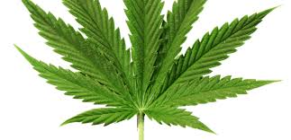 Marijuana In The Workplace Occupational Health Safety