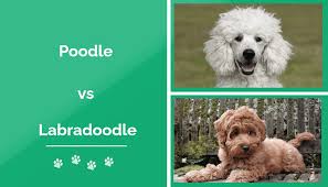 poodle vs labradoodle the differences