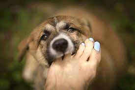 dog nail biting can be caused by