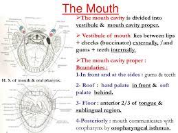 ppt the mouth powerpoint presentation
