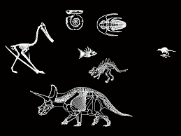 1922 dinosaur bones 3d models. Fosiles In Autocad Download Cad Free 650 78 Kb Bibliocad