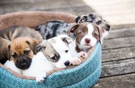 20th february is 'the love your pet day' (though we understand that there shouldn't be just a single. Uber Puppy The On Demand Puppy Cuddle Service