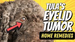 at home care for a dog eye stye when