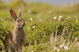 Guide To Rabbits And Hares Countryfile Com
