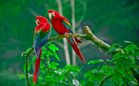 scarlet macaw parrots new hd wallpapers