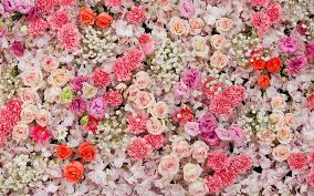 hd rose carpet wallpapers peakpx