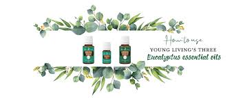 Click to learn the benefits, side effects & how to use. How To Use Young Living S Three Eucalyptus Essential Oil Young Living Blog