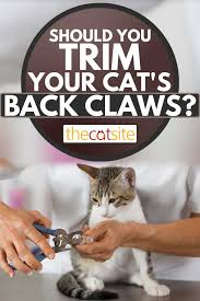 should you trim your cat s back claws