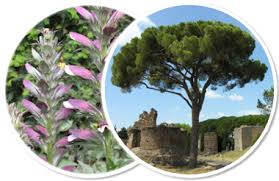 Malope malacoides L. subsp. malacoides - Portale della Flora di ...