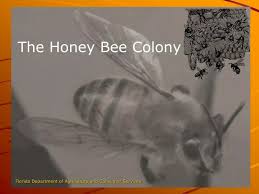 ppt the honey bee colony powerpoint
