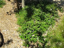 arctostaphylos emerald carpet linda