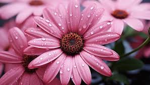83 000 pink flower pictures