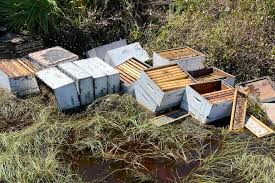 beekeepers reel from hurricane ian