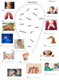I have designed this pdf to teach some body language phrases. 3 Body Parts Vocabulary Worksheets For English Language Students