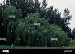 Weeping Willow tree on edge of golf course, Chippenham, Wiltshire ...
