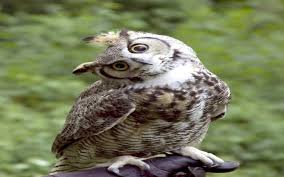 Barn owl hooting while another one answers back. Why Do Owls Hoot Wonderopolis