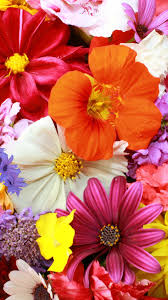 colorful flower carpet hd spring