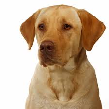 Check spelling or type a new query. What Is A Dudley Labrador What S Up With The Pink Nose Endless Mountain Labradors