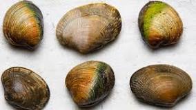 Are clams that float dead?