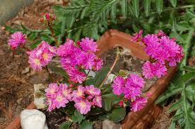 how to grow and care for rainbow lewisia