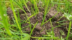 ants in your lawn remove