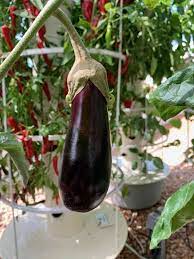 Growing Aeroponic Eggplant Aubergines