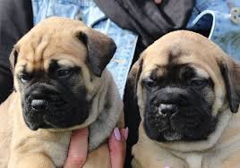 Find bullmastiffs for sale uk at the uk's largest independent free classifieds site. Breeders Fynobull