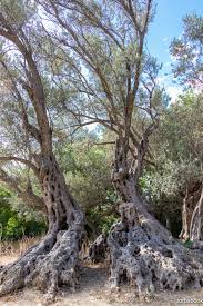 oldest olive tree