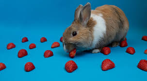 why your rabbit doesn t eat hay you