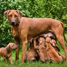 dog pregnancy what you need to know