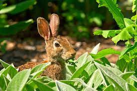 rabbits garden pests diseases