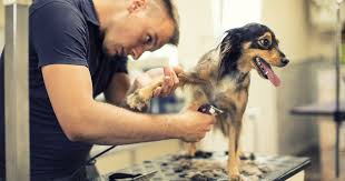 Our special do it yourself option offers you the opportunity to wash your dog using professional equipment in a clean and safe environment, all year round. Amid Petsmart Deaths How To Keep Dogs Safe At The Groomer