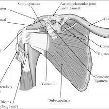 Scapula protraction, upward rotation, depression, stabilizes scapula against chest wall, assists in forced exhalation. An Anterior View Of The Deep Muscles And Ligaments Of The Shoulder Download Scientific Diagram